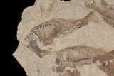 Fossil Fish (Gosiutichthys) Mortality Plate - Lake Gosiute #87800-1